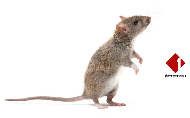 Ratten sind kitzlig und können lachen. Aber nur, wenn sie gut gelaunt sind!