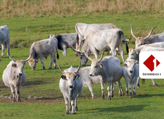 Rudi Radiohund: Im Nationalpark Neusiedlersee-Seewinkel