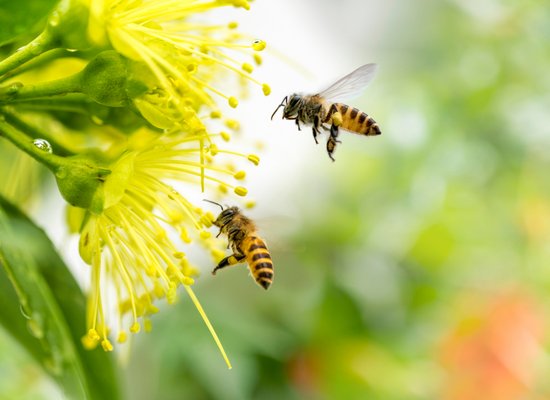 WWF-Tipp: Wildbienen & andere Insekten schützen