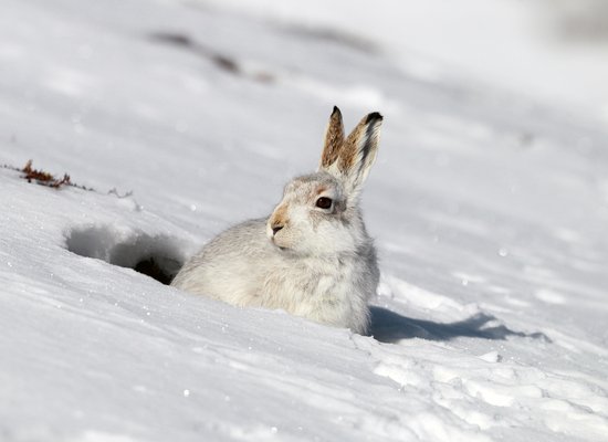 Video: Meet the mountain hare