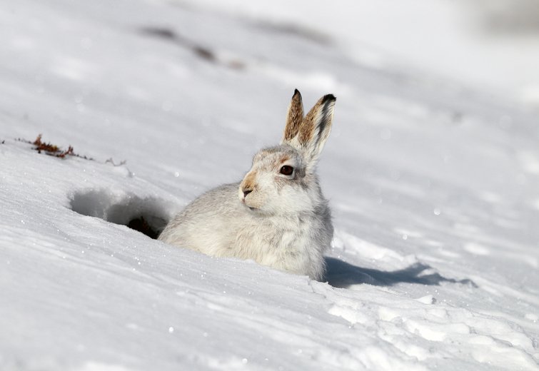 Video: Meet the mountain hare