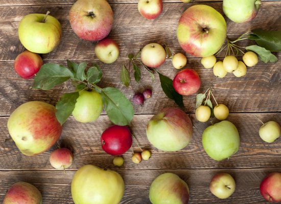 Klicktipps: Alles rund um den Apfel