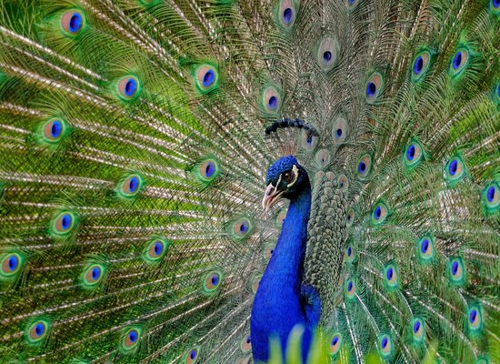 Video: Meet the peacock
