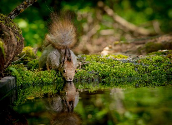 Videotipps: In der wilden Natur