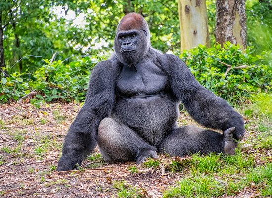 Wie gut kennst du den Gorilla?