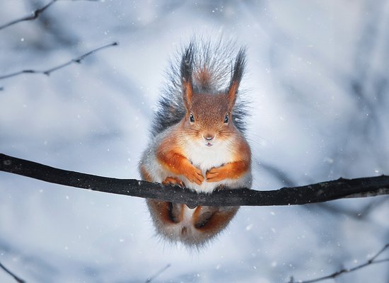 Wie gut kennst du das Eichhörnchen?