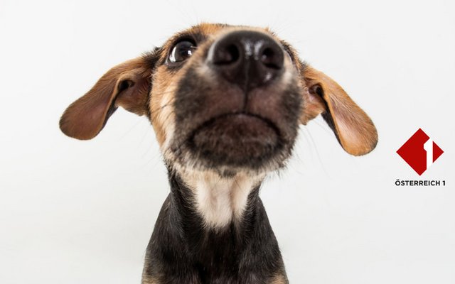 Haben Hunde die beste Nase der Welt? Was denkst du?
