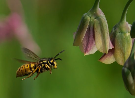 Video: All about wasps