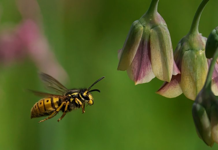 Video: All about wasps