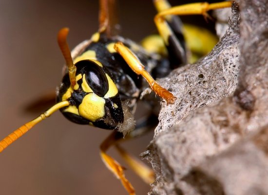 Wie gut kennst du die Wespe?