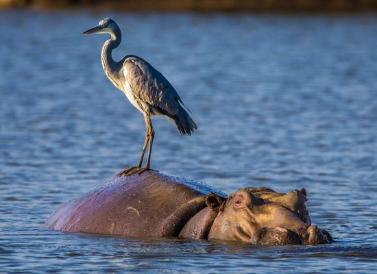 Das Tiere-im-Team-Quiz