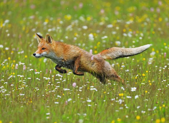 Wie gut kennst du den Fuchs?