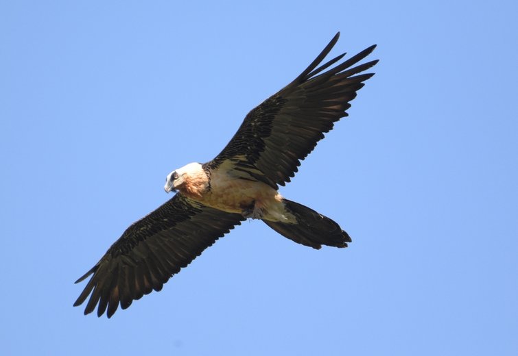 Video: Meet the bearded vulture
