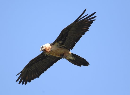 Video: Meet the bearded vulture