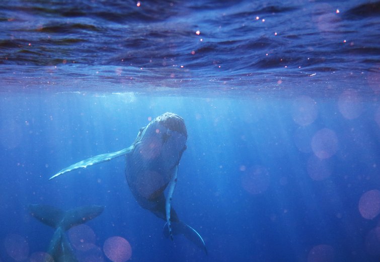 Video: Meet the blue whale