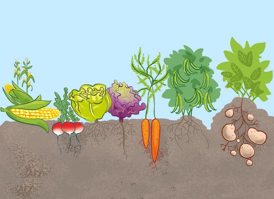Listening: Which vegetable am I?