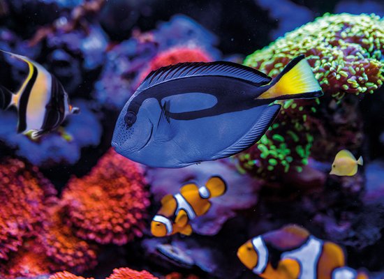 Wie gut kennst du den Doktorfisch?