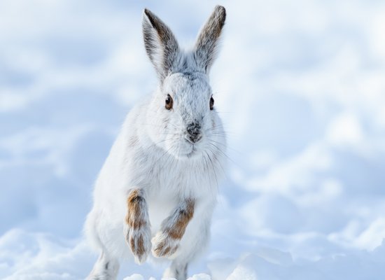 Wie gut kennst du den Schneehasen?