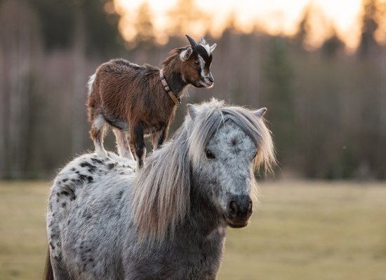 Videotipp: Tierisch beste Freundschaften