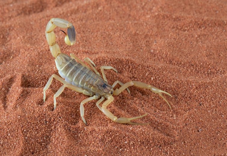 Video: Meet the scorpion