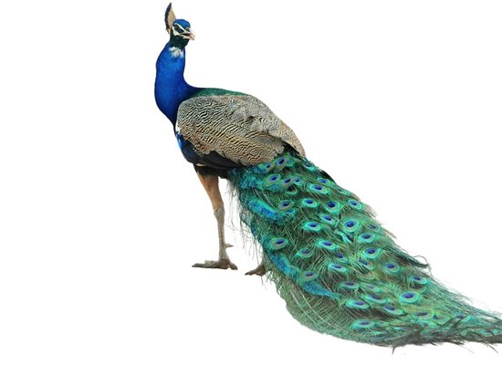 Wie gut kennst du den Pfau?