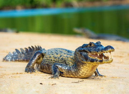 Wie gut kennst du das Krokodil?
