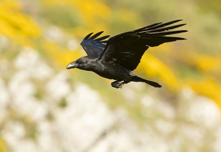 Video: Meet the raven