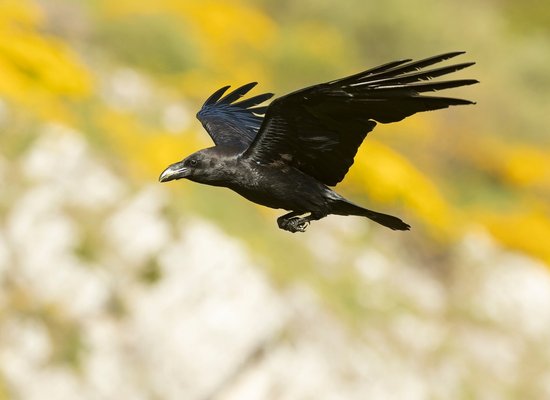 Video: Meet the raven