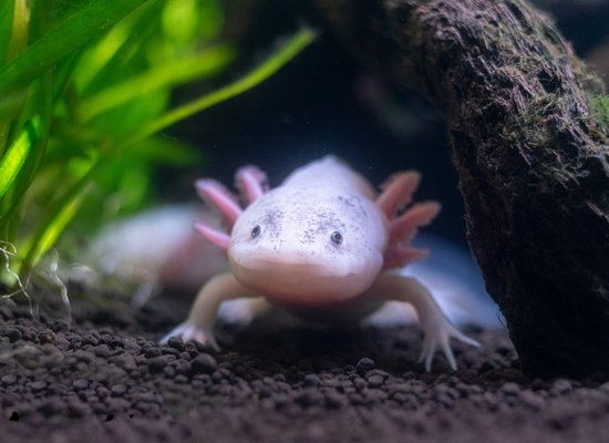 Wie gut kennst du den Axolotl?