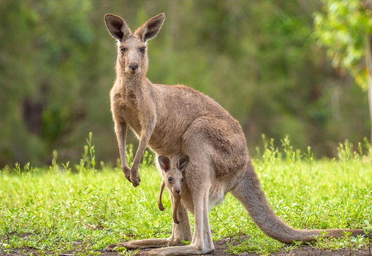 Video: Kangaroos