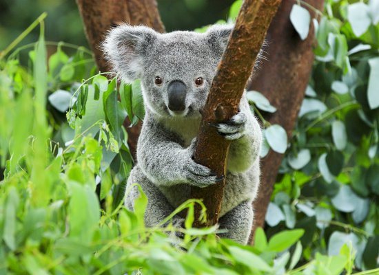 Wie gut kennst du den Koala?