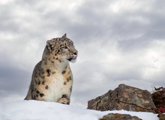 Wie gut kennst du den Schneeleoparden?