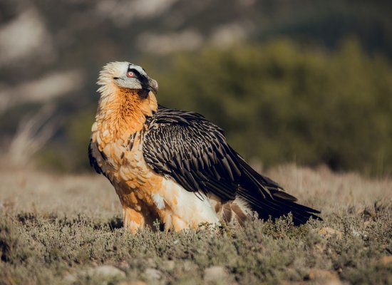 Wie gut kennst du den Bartgeier?