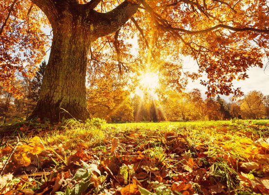 Video: Autumn in the park