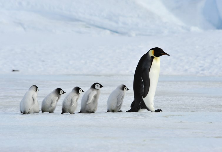 Video: Penguins