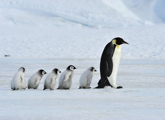 Video: Penguins