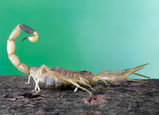 Wie gut kennst du den Skorpion?