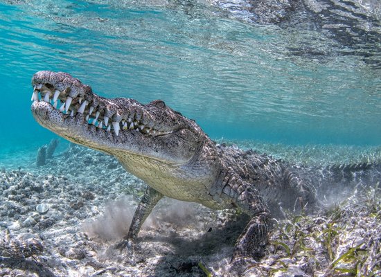 Wie gut kennst du das Krokodil?