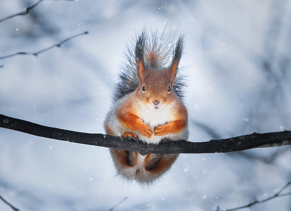 Wie gut kennst du das Eichhörnchen? LUXdigi