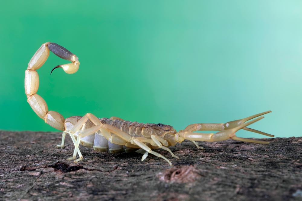 Skorpion Rennen LUX Digi: Wie gut kennst du den Skorpion?